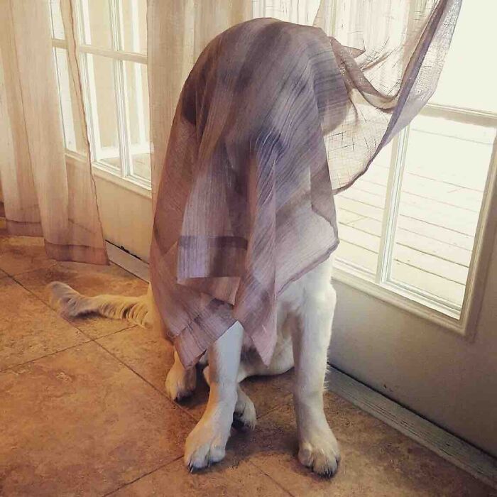 Our Puppy "Hides" From Us When He Breaks A Rule