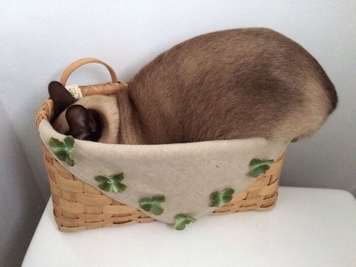 We Brought Home A Cat. He's A Little Scared, So He's "Hiding"