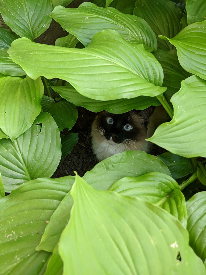 She Thinks She's Hiding