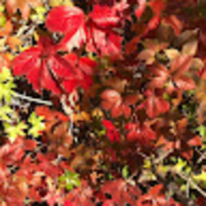 francessanchez avatar