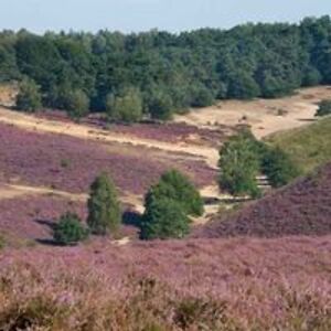 adriana_bouwmeester avatar