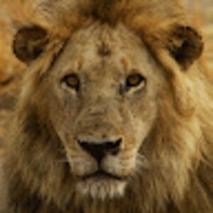 mariavongustafson avatar