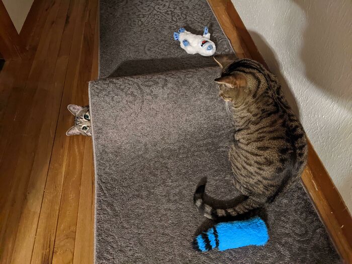 He's Not Very Good At Hide And Seek