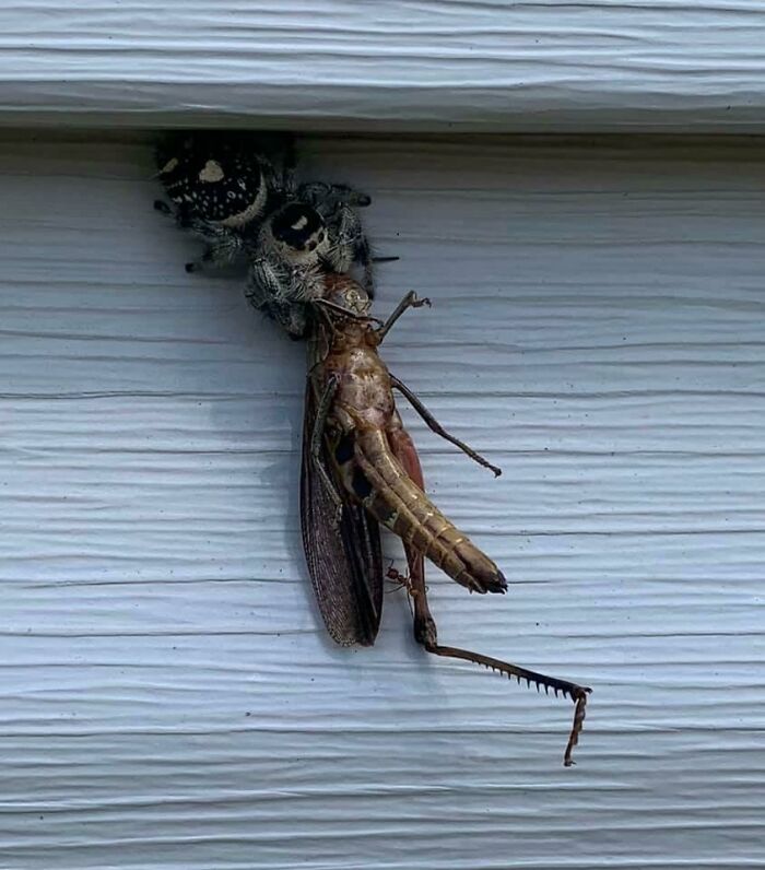 Spider And Ant Share A Delicious Grasshopper. Can’t We All Just Get Along?