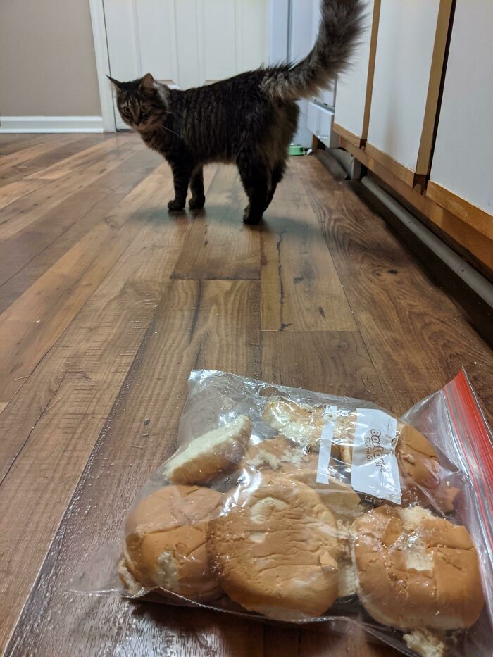 "Yeah I Don't Know Who Did That Why Are You Looking At Me?"