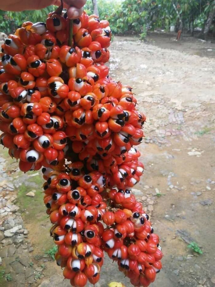 Apparently, A Species Of Guarana Plant Looks Like A Large Cluster Of Eyeballs