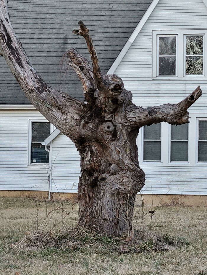 This Zombie-Esque Tree I Found While Stuck In Traffic