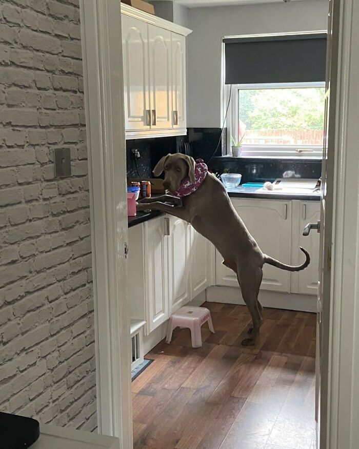 Whoops, Caught. I Was Only Trying To Get Myself A Biscuit To Save You Getting Up Mum