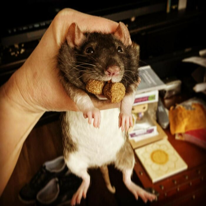 The Rat Equivalent Of A Dog With Tennis Balls