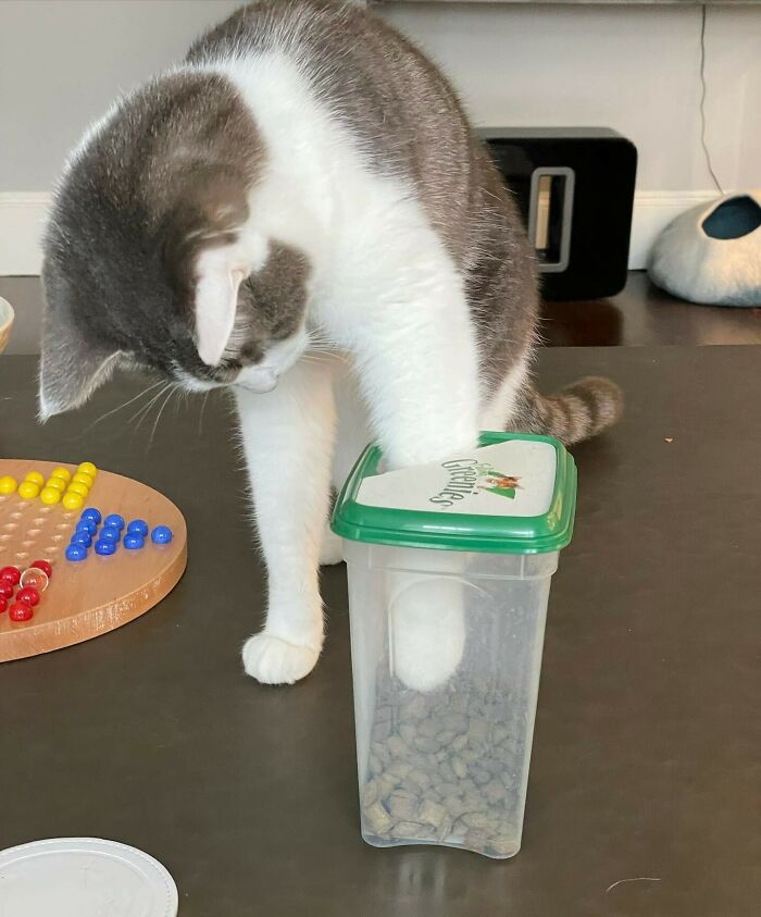 Who Stole The Cookie From The Cookie Jar?