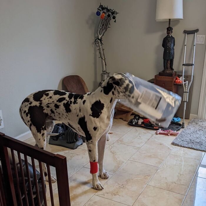 Wasn't Getting Enough Attention From Mama So She Decided To Help Herself To The Treats! Naughty Greta Jane