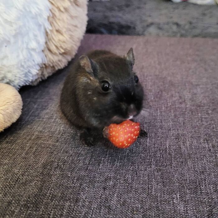 Someone Stole My Strawberry