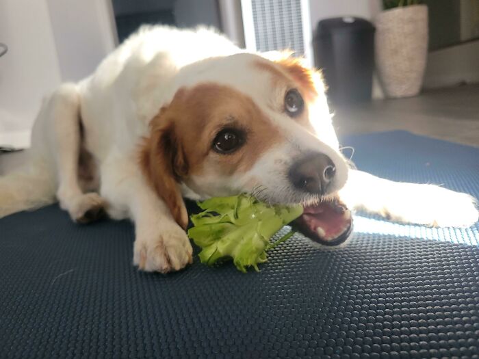 Broccoli Stalks Are Good For Broth But Also Great For Pets. He Loves The Crunchy Texture And Flavor