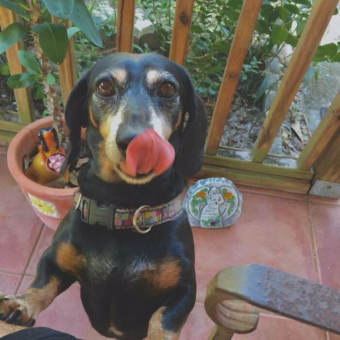 My Dog Passed And They Told Me To Come To Work Anyway So I Quit. Her Name Is Eva 