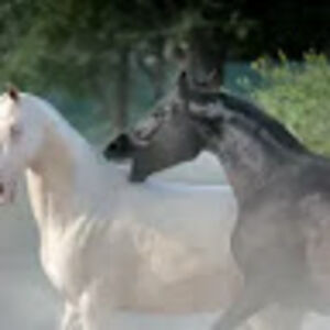 mckenziekeefer avatar