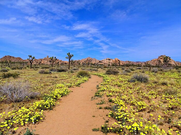 If You're On A Road Trip In California The Next Month Or So, Check Out What The Rain Has Done To The Desert