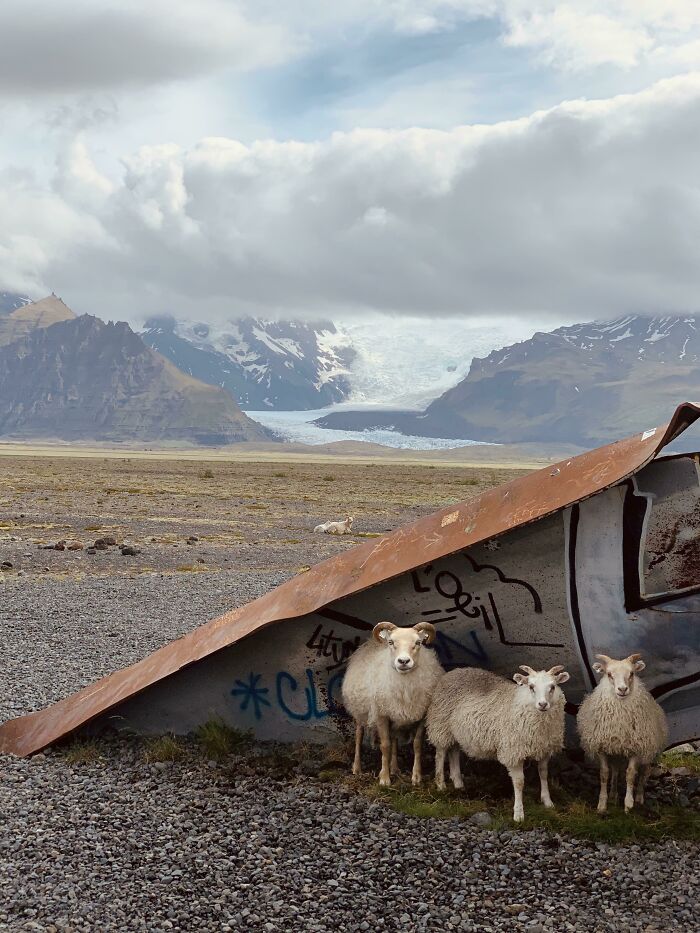 Travelling Within Iceland Because We Couldn’t Go Elsewhere. Found These Guys Sheltering From The Wind...