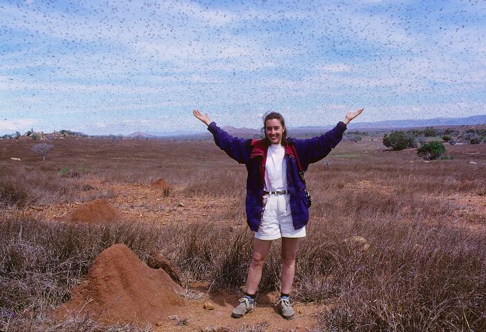 Caught In A Swarm Of Locusts