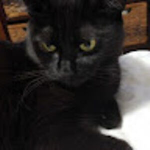 jenniferrietze avatar