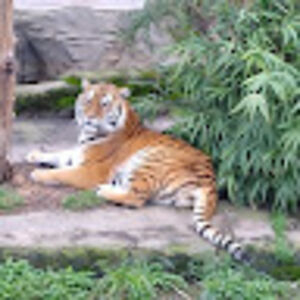 braheemhazeem avatar