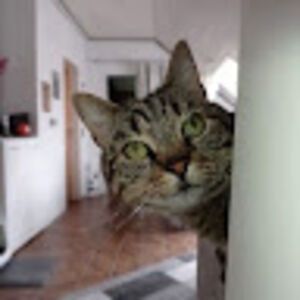 frankheidsick avatar