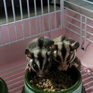 mersadeesgeigle avatar