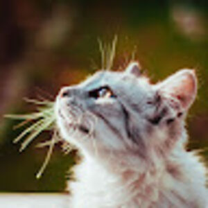 alexandriablakely avatar