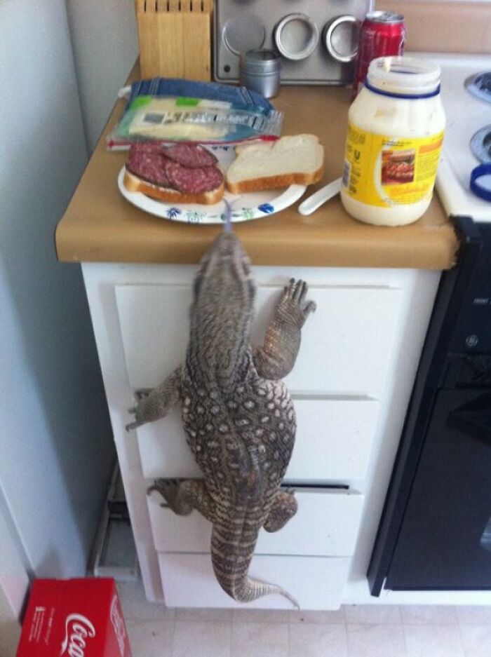 You Think You Have Trouble When Your Dog Begs For Food?