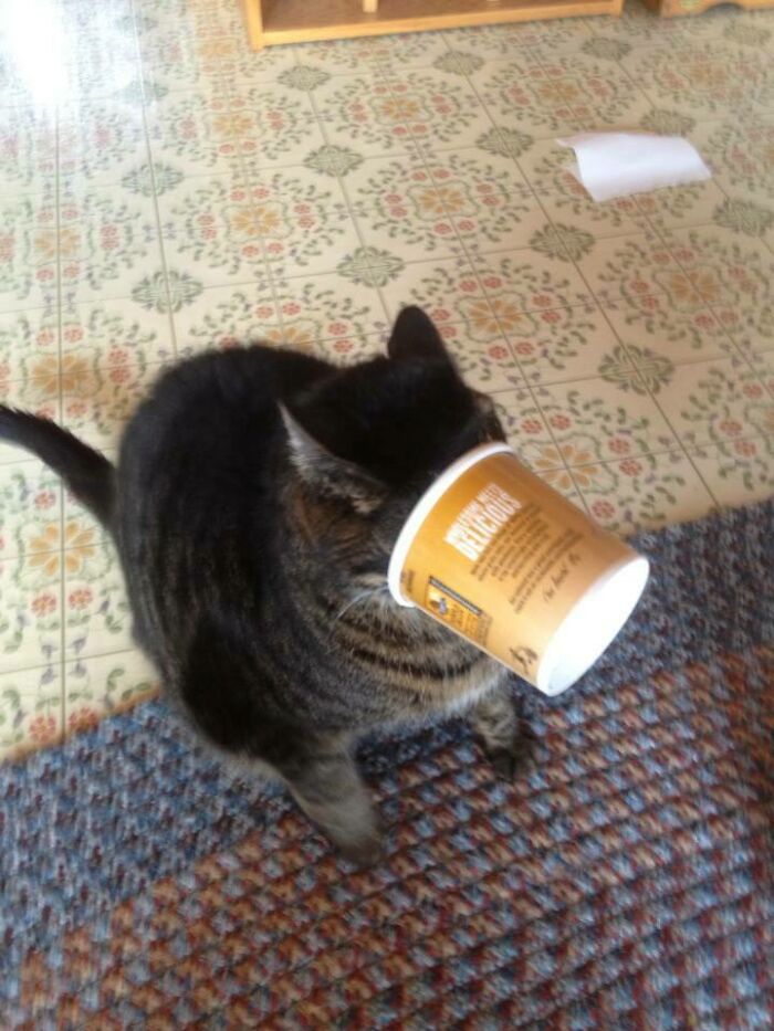 He Thought He Was Being Sneaky Stealing Food. Then He Got Stuck And Proceeded To Have A Meltdown