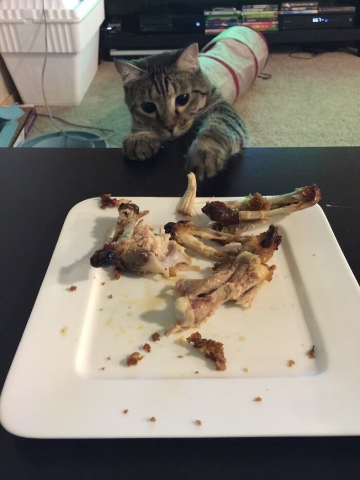 My Cat Pancake Trying To Steal My Food