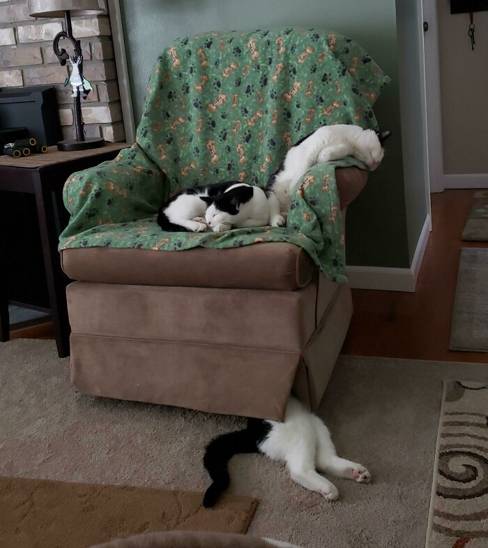 Mi madre adoptó unos gatos callejeros