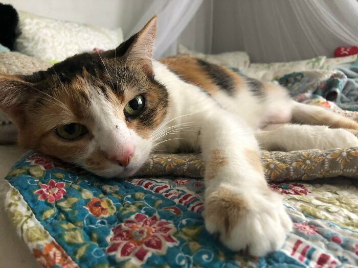 Ayer adopté a esta gatita. Es una Calicó de 10 años