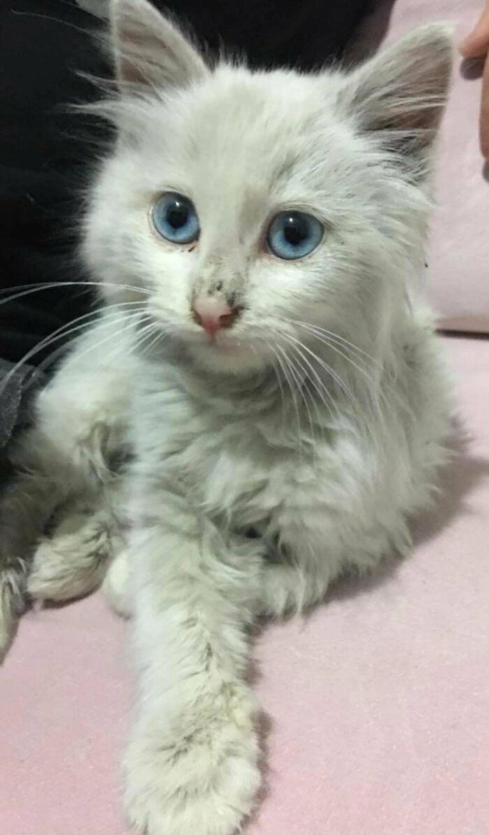 I Found This Cutie On The Street And Decided To Adopt Her, Any Name Suggestions?