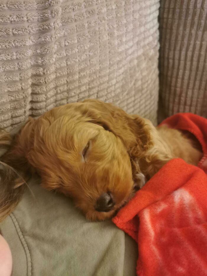 Adopted Two Hours Ago! What Should We Name Her?