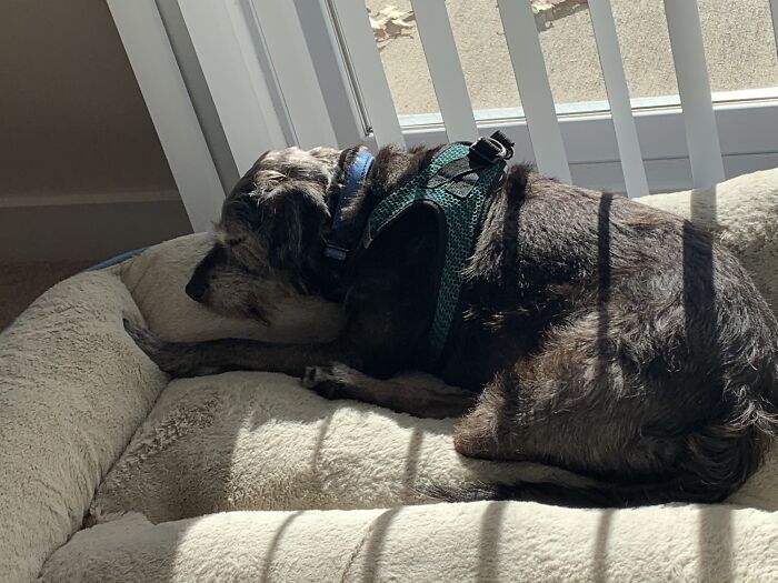 La adopción de un perro anciano discapacitado me ha robado el corazón