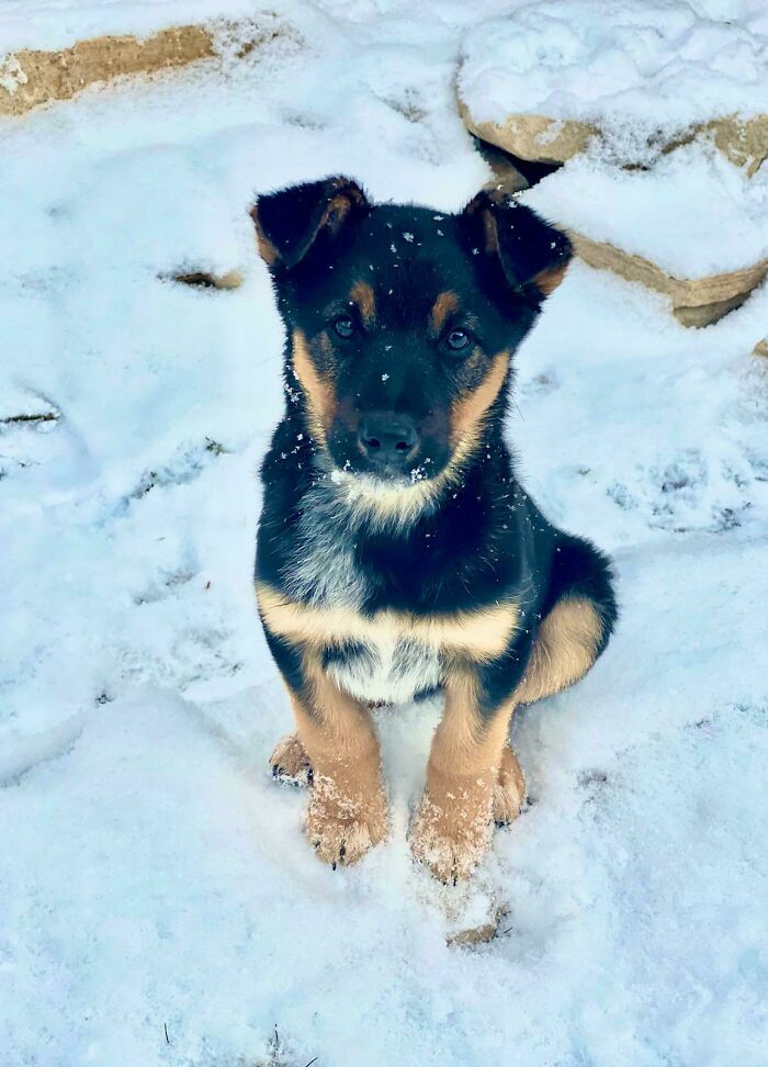 Anoche adoptamos a este cariñito, su camada fue rescatada de una reserva de Nuevo México. ¿Ideas para nombres?