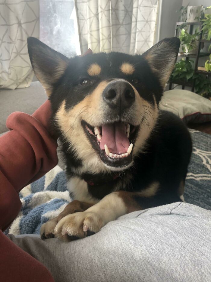 Adoptamos a este chico feliz del refugio el sábado. ¡Os presento a Echo!