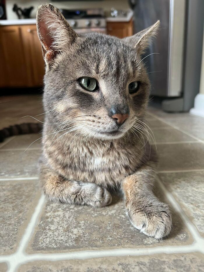 The Stray Cat That Has Adopted Us