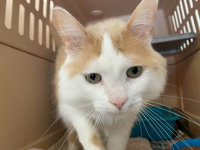 Este es Téo, un nuevo amigo de nuestro refugio de gatos