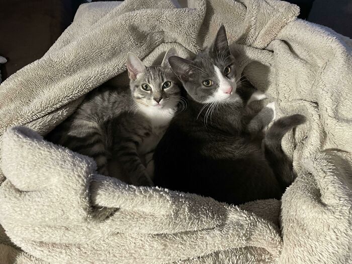 Adoptamos dos gatitos y ahora son los mejores amigos. ¡Conoced a Félix y Niko!