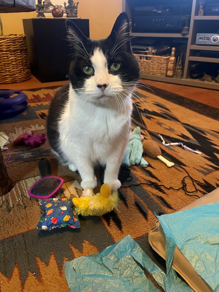 Adoptada Molly, de 13 años, después de 2 años en el refugio - ¡Es un encanto!