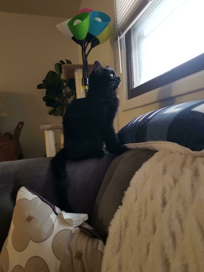 Me And My Partner Adopted This Handsome Man On Wednesday. The Shelter Named Him Franklin And I Think We Might Keep The Name