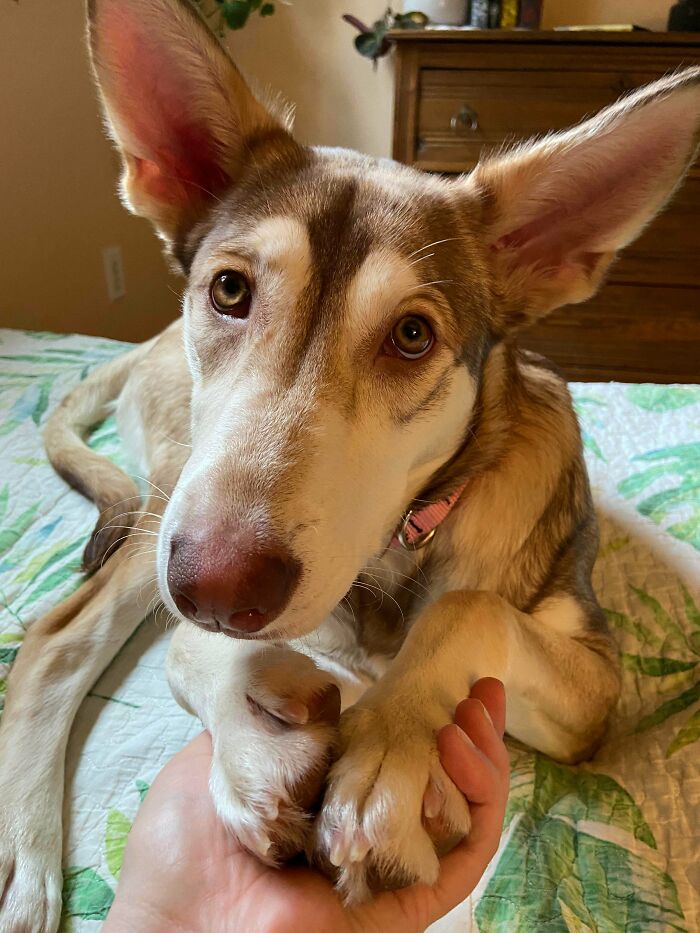 De extraviada a adoptada y luego devuelta, Penélope ha encontrado por fin su hogar definitivo y la queremos con locura