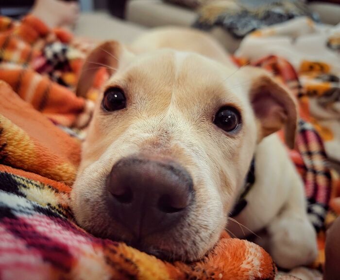 Nuestra nueva cachorrita adoptada, Kida