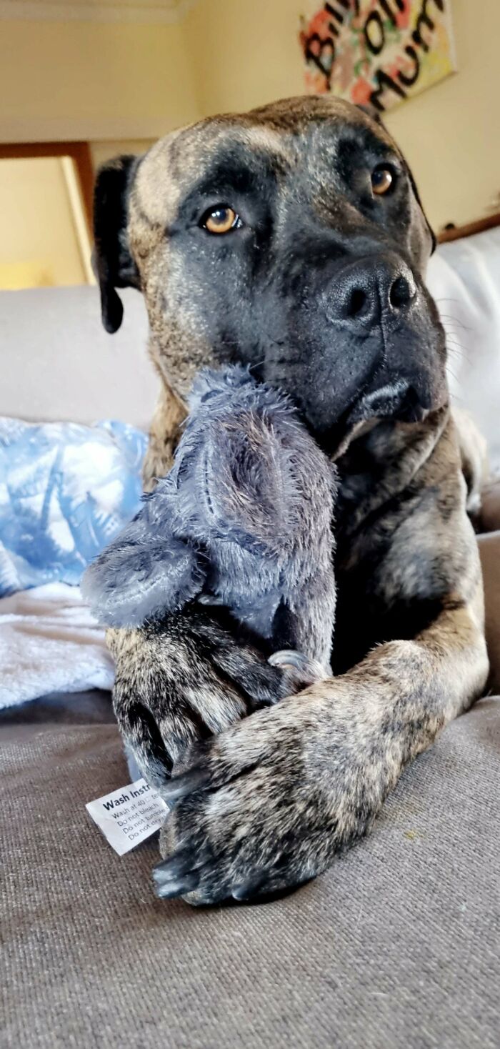 Adoptamos a Bosch hace 2 semanas, y robaba los peluches de los niños, así que le dimos el suyo propio