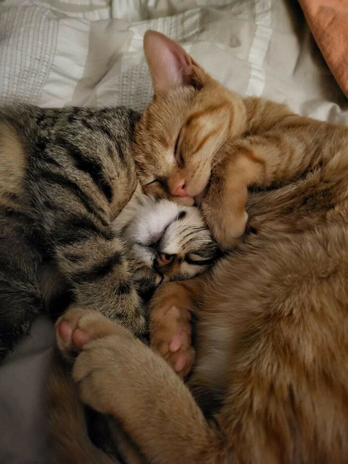 Los dos gatitos que acabamos de adoptar