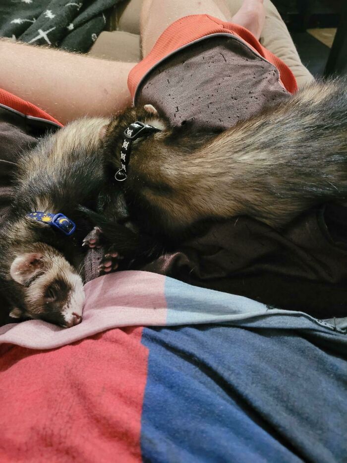 Just Adopted These 2 Brothers Yesterday. Meet Finn And Jake