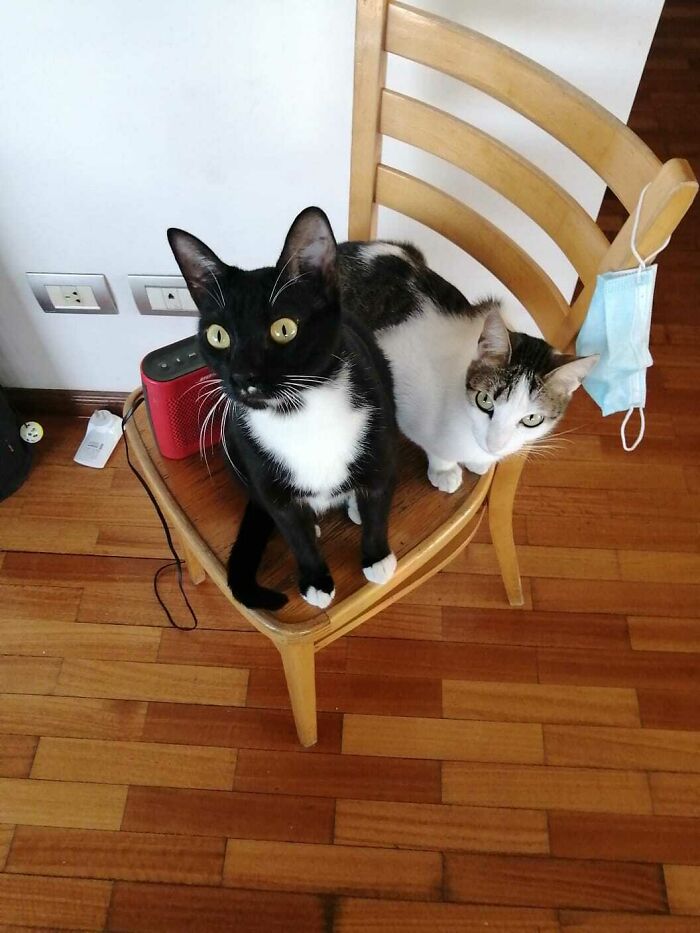 Adopted Sister And Brother