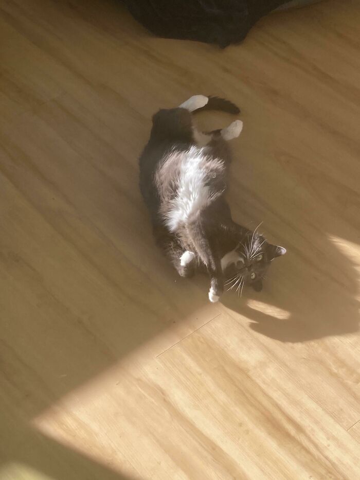 Acabo de adoptar a mi primer gato, ¡creo que le gusta estar aquí!