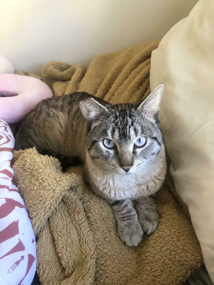 Adopted This 2 Year Old Shelter Kitty Last Week. Meet Achilles